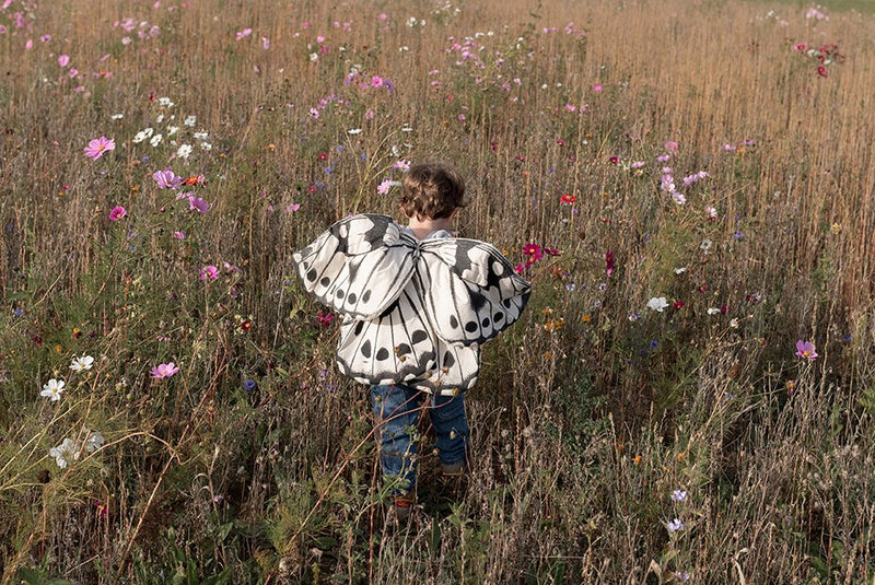 Butterfly Wings
